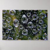 Spiderweb Droplets Poster (Vorne)