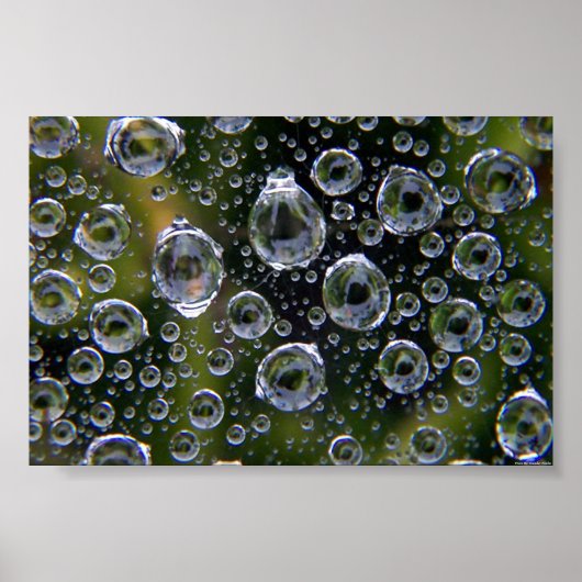 Spiderweb Droplets Poster (Vorne)