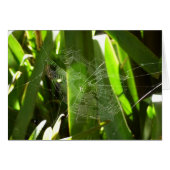 Spiderweb in tropischen Blätter Natur (Vorderseite (Horizontal))