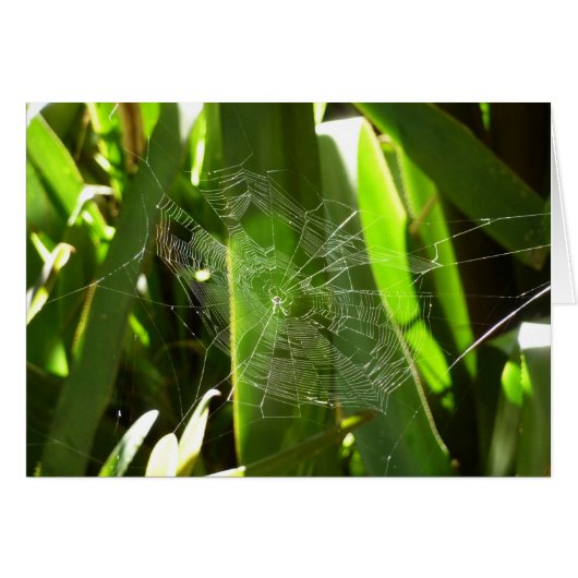 Spiderweb in tropischen Blätter Natur (Vorderseite (Horizontal))