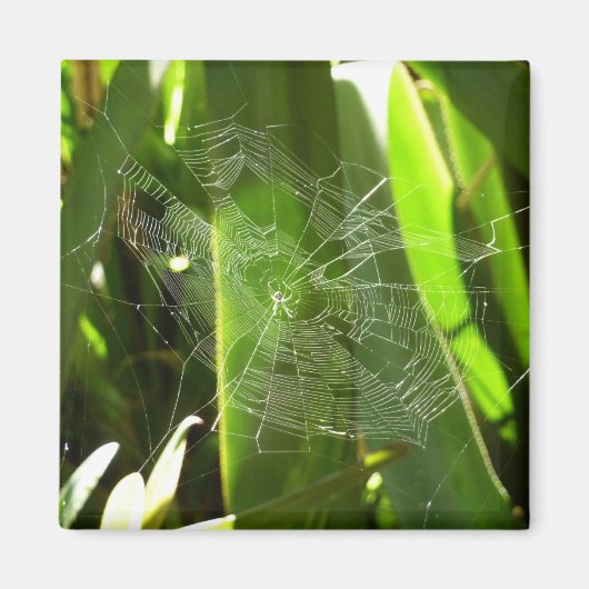Spiderweb in tropischen Blätter Natur Magnet (Vorne)