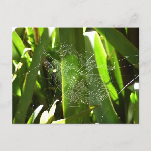 Spiderweb in tropischen Blätter Natur Postkarte (Vorderseite)
