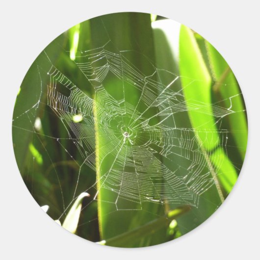 Spiderweb in tropischen Blätter Natur Runder Aufkleber (Vorderseite)