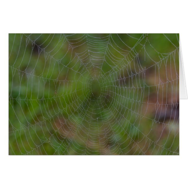 Spiderweb mit Droplets (Vorderseite (Horizontal))