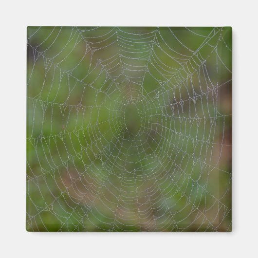 Spiderweb mit Droplets Magnet (Vorne)