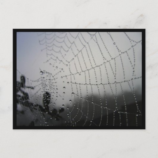 Spiderweb Post Card Postkarte (Vorderseite)