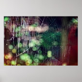 Spiderweb Poster #5476 (Vorne)