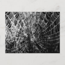 Spiderweb