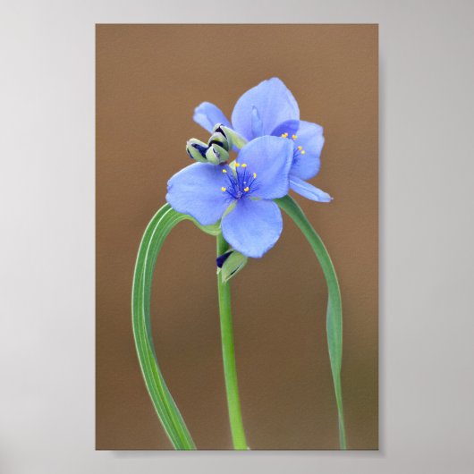 Spiderwort Blossom Closeup Poster (Vorne)