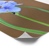 Spiderwort Blossom Closeup Poster (Ecke)