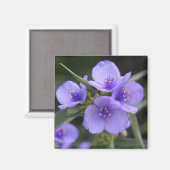 Spiderwort-Magnet Magnet (Vorderseite/Rückseite)