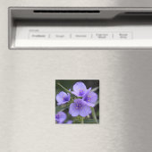 Spiderwort-Magnet Magnet (In Situ (Geschirrspüler))