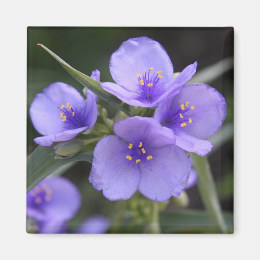 Spiderwort-Magnet Magnet (Vorne)