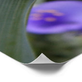 Spiderwort-Plakat Poster (Ecke)
