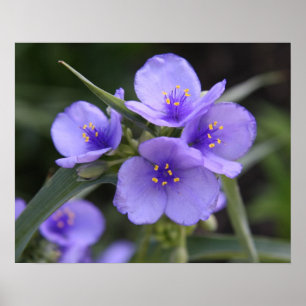 Spiderwort-Plakat Poster