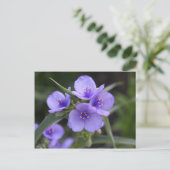 Spiderwort-Postkarte Postkarte (Stehend Vorderseite)