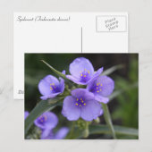 Spiderwort-Postkarte Postkarte (Vorne/Hinten)