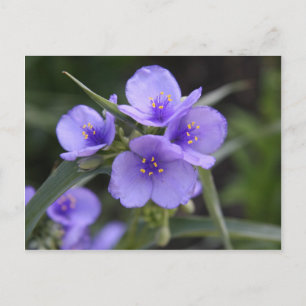 Spiderwort-Postkarte Postkarte