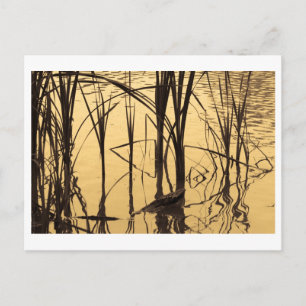 Spiegel ist ein Lügner Postkarte