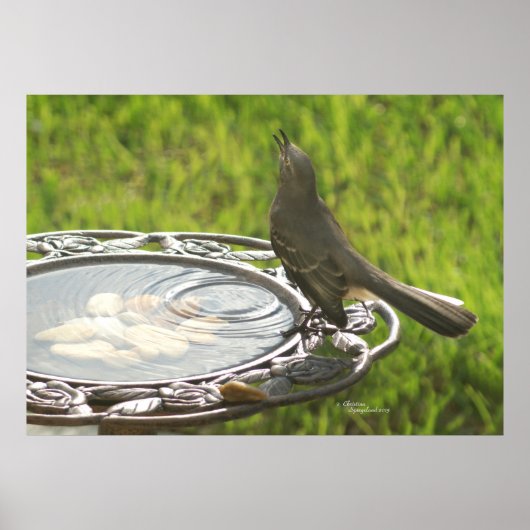Spiegeland Mockingbird Trinkwasser-Poster Poster (Vorne)