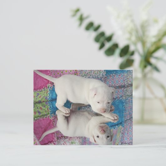 Spiegelbild Postkarte (Stehend Vorderseite)