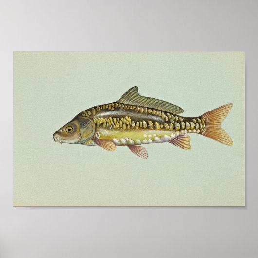 Spiegelkarpfen Poster (Vorne)
