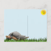 Spiegelreflexion in der Sumpf-Postkarte Postkarte (Rückseite)