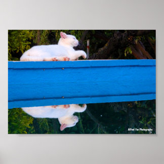 Spiegelung einer weißen Katze Poster