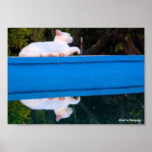 Spiegelung einer weißen Katze Poster (Vorne)