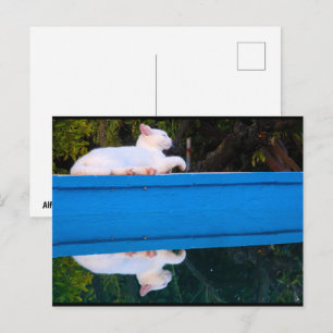 Spiegelung einer weißen Katze Postkarte