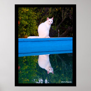 Spiegelung eines weißen Katzenporträts Poster