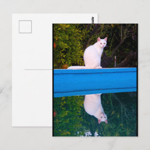 Spiegelung eines weißen Katzenporträts Postkarte