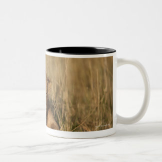 Spiel-Reserve Afrikas, Kenia, Masai-Mara, jung Zweifarbige Tasse