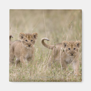 'Spiel Reserve Afrikas, Kenia, Masai-Mara Magnet