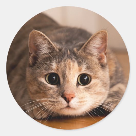 Spielbares Katzenblatt für Aufkleber (Vorderseite)