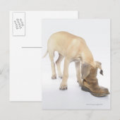 Spielen, Freundlichkeit, Neugier Postkarte (Vorne/Hinten)