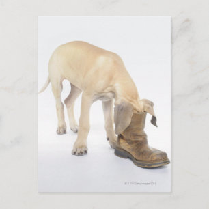 Spielen, Freundlichkeit, Neugier Postkarte