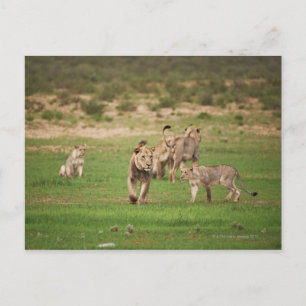 spielen junge Löwen, Panthera leo, Kgalagadi Postkarte