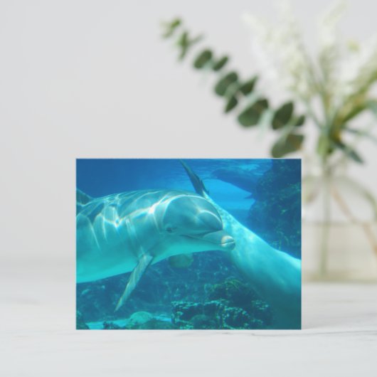 Spielende Delphine Postkarten (Stehend Vorderseite)