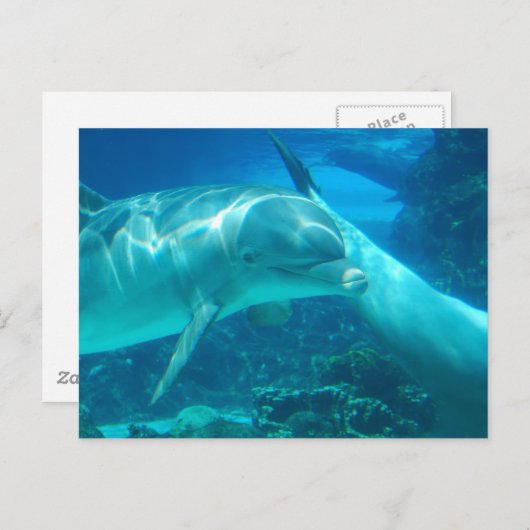 Spielende Delphine Postkarten (Vorne/Hinten)