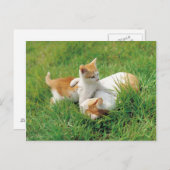 Spielende Kätzchen Postkarte (Vorne/Hinten)
