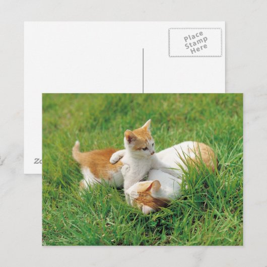 Spielende Kätzchen Postkarte (Vorne/Hinten)