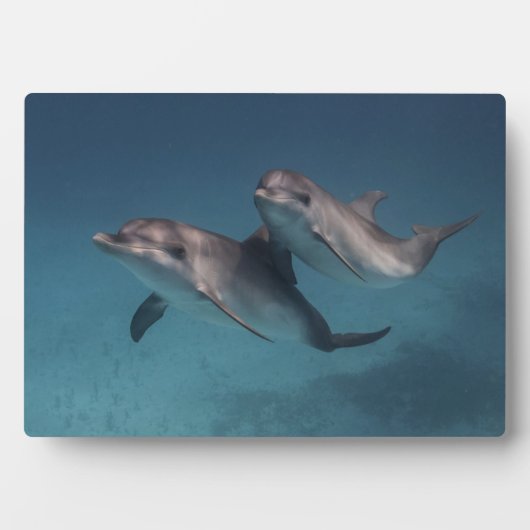 Spielende Pose Fotoplatte (Vorderseite)