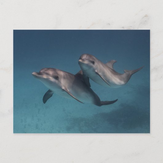 Spielende Pose Postkarte (Vorderseite)