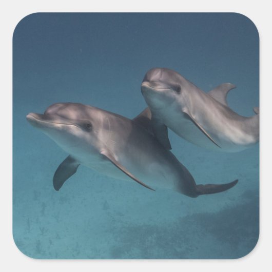 Spielende Pose Quadratischer Aufkleber (Vorderseite)