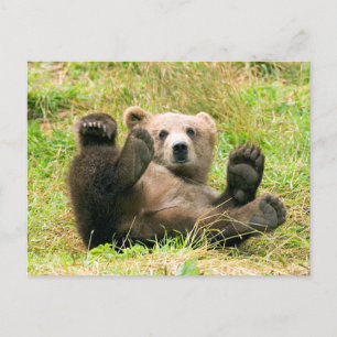 Spielender Grizzlybär Postkarte