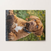 Spielender Hund De Bordeaux Welpen Puzzle (Horizontal)