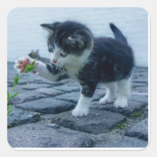 Spielendes Kätzchen Quadratischer Aufkleber