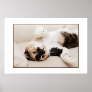 Spielendes Katzenposter Poster