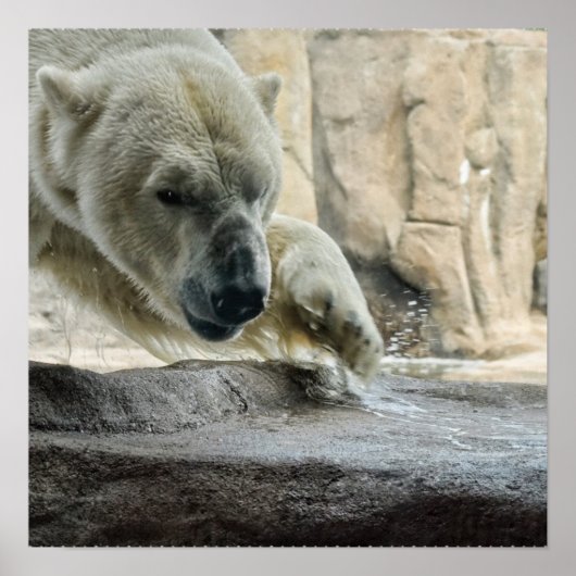 Spielendes Polarbär-Poster Poster (Vorne)